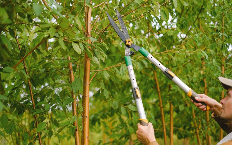 Tree trimming in Riverton, WY